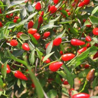 PEPERONCINO FUOCO NERO