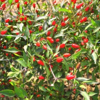 PEPERONCINO FUOCO NERO