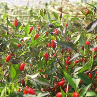 PEPERONCINO FUOCO NERO