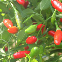 PEPERONCINO DIAVOLICCHIO