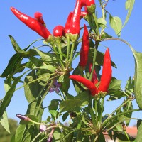 PEPERONCINO EUREKA