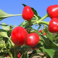 PEPERONCINO NASO DEL DIAVOLO O PANCHO