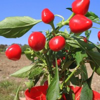 PEPERONCINO NASO DEL DIAVOLO O PANCHO