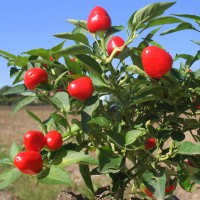 PEPERONCINO CUORICINO