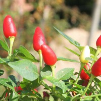 PEPERONCINO FUOCO DELLA PRATERIA