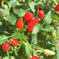 PEPERONCINO FUOCO DELLA PRATERIA