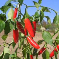 PEPERONCINO BOLIVIAN RAINBOW