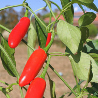 PEPERONCINO BOLIVIAN RAINBOW