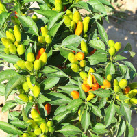 PEPERONCINO STROMBOLI A MAZZETTI