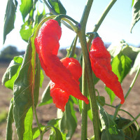 PEPERONCINO NAGA MORICH