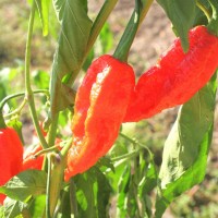 PEPERONCINO NAGA MORICH