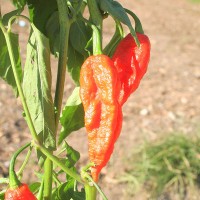 PEPERONCINO NAGA MORICH