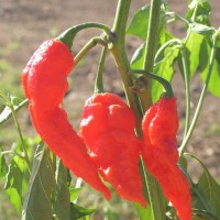 PEPERONCINO NAGA MORICH