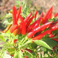 PEPERONCINO CAYENNA CORTO