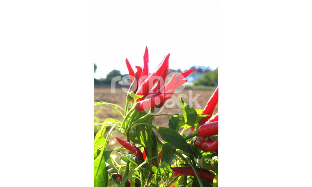PEPERONCINO CAYENNA CORTO
