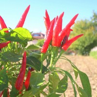 PEPERONCINO CAYENNA CORTO