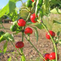 PEPERONCINO TONDO CILIEGIA