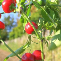 PEPERONCINO TONDO CILIEGIA