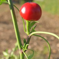 PEPERONCINO TONDO CILIEGIA