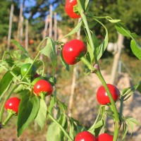 PEPERONCINO TONDO CILIEGIA