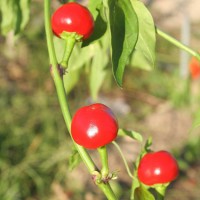 PEPERONCINO TONDO CILIEGIA