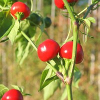 PEPERONCINO TONDO CILIEGIA