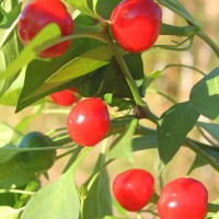 PEPERONCINO TONDO CILIEGIA