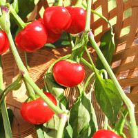 PEPERONCINO TONDO CILIEGIA