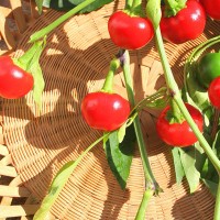 PEPERONCINO TONDO CILIEGIA