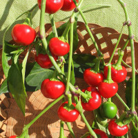 PEPERONCINO TONDO CILIEGIA