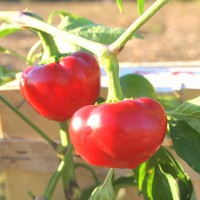 PEPERONCINO DA RIPIENO