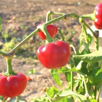 PEPERONCINO DA RIPIENO