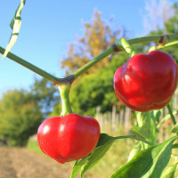 PEPERONCINO DA RIPIENO