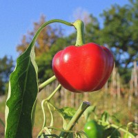 PEPERONCINO DA RIPIENO