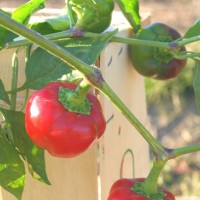 PEPERONCINO DA RIPIENO