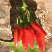 PEPERONCINO ETNA