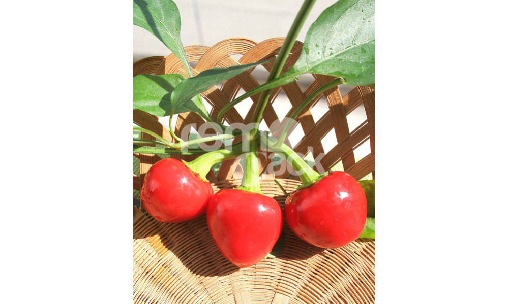 PEPERONCINO BACIO DI SATANA