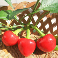 PEPERONCINO BACIO DI SATANA