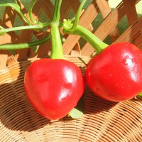 PEPERONCINO BACIO DI SATANA