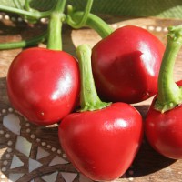 PEPERONCINO BACIO DI SATANA