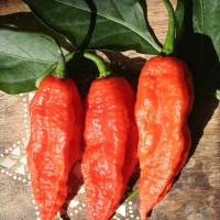 PEPERONCINO NAGA MORICH (RUGOSO)