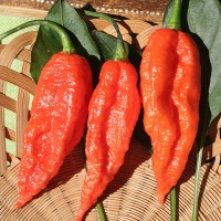 PEPERONCINO NAGA MORICH (RUGOSO)