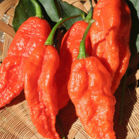 PEPERONCINO NAGA MORICH (RUGOSO)