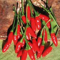 PEPERONCINO DIAVOLICCHIO