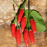 PEPERONCINO DIAVOLICCHIO