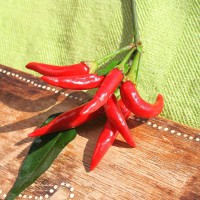 PEPERONCINO FUOCO DELLA PRATERIA