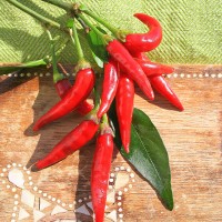 PEPERONCINO FUOCO DELLA PRATERIA