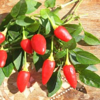 PEPERONCINO CUORICINO