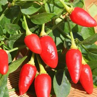 PEPERONCINO CUORICINO