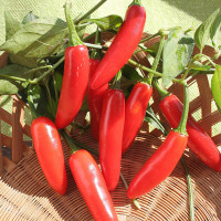 PEPERONCINO BOLIVIAN RAINBOW